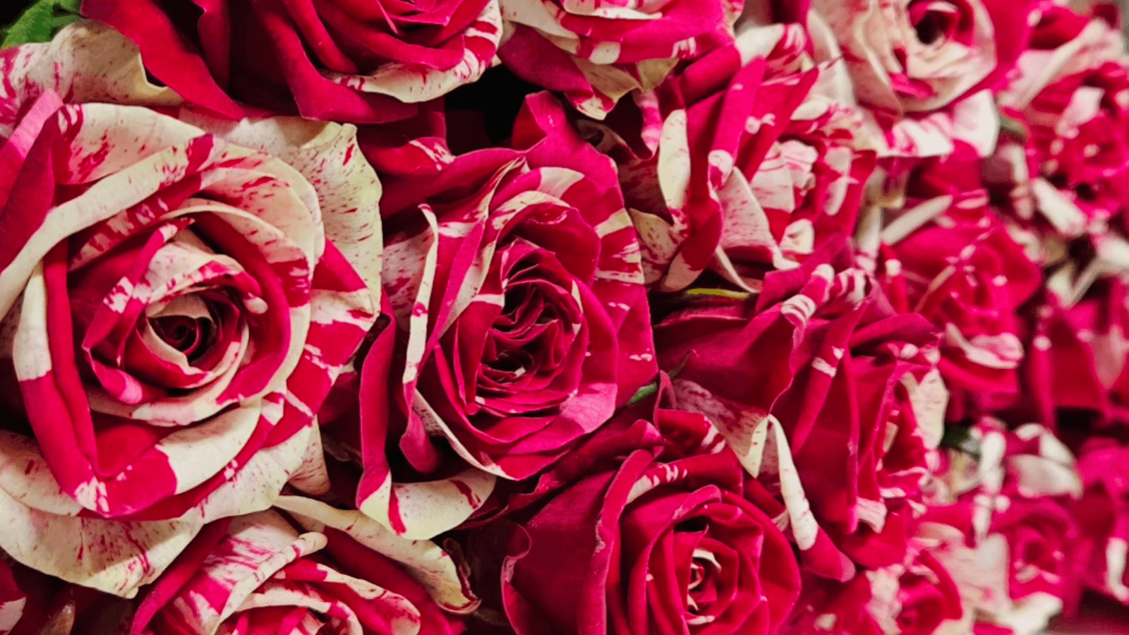 Reel bloemenabonnement Flowershop Oudeman België